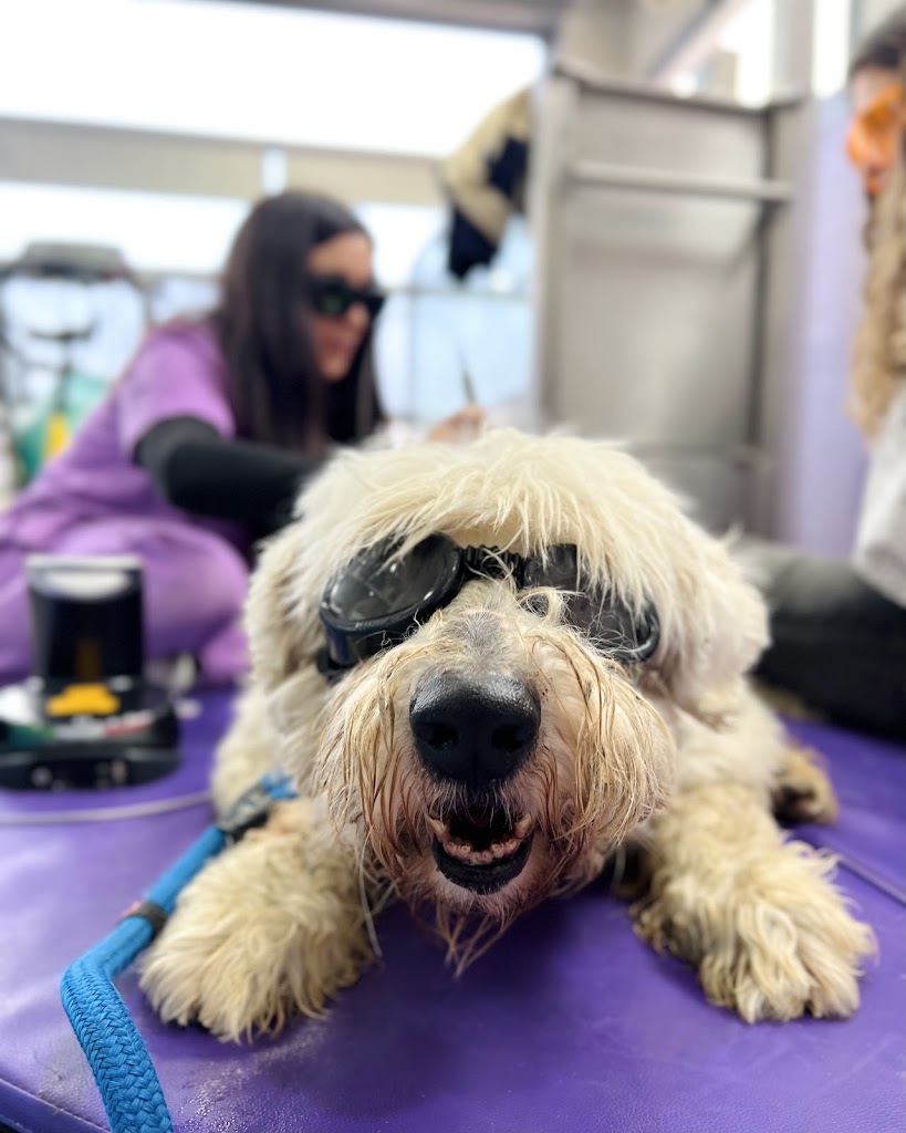 Hospital Veterinario Veterinarea Villalba — Perro