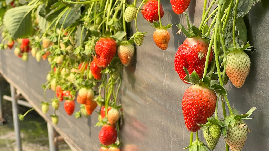 利河伯農場-採預約制、草莓，小蕃茄，小黃瓜，生菜，親子採果 的照片