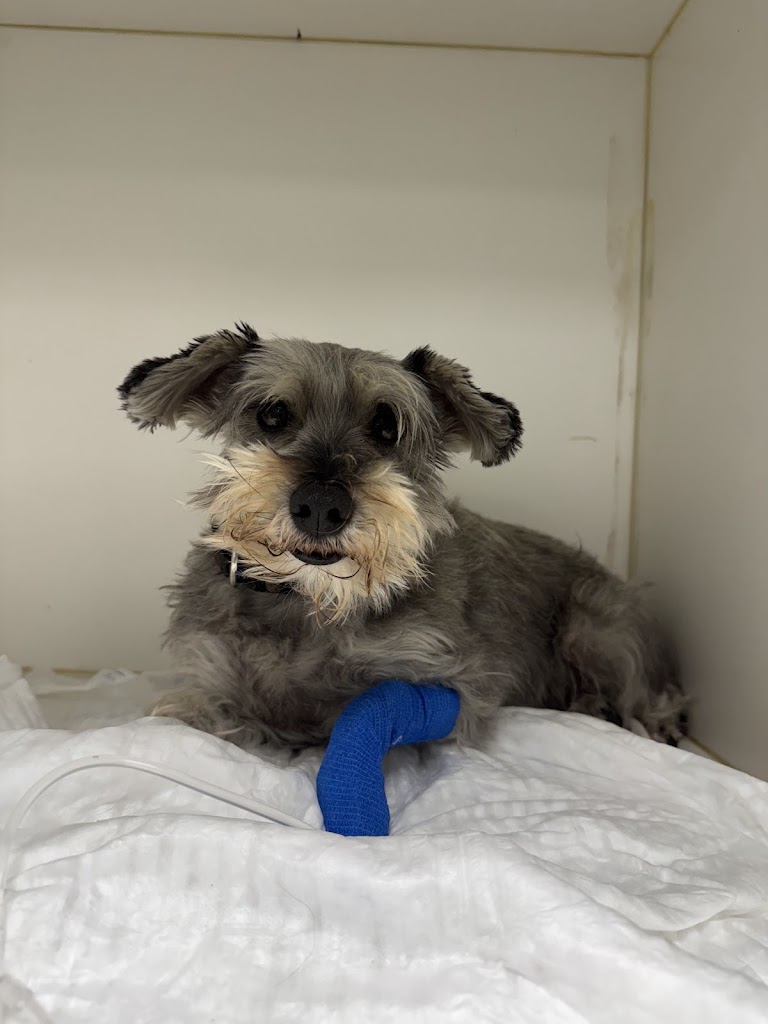 GatiGos Veterinaris — Perro