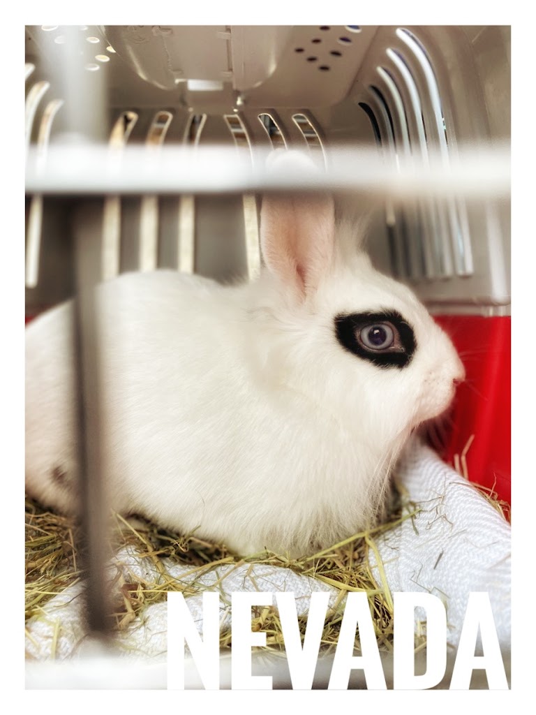 Clinica Veterinaria Zumaquera — Conejo