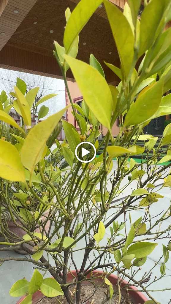 Videos