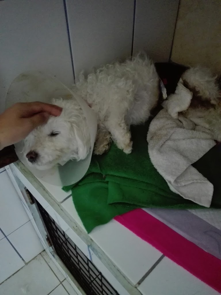 Perro