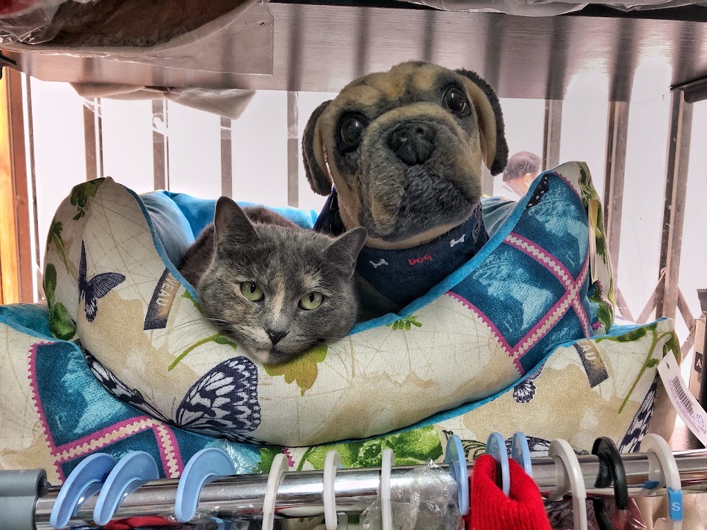 Clinica Veterinaria Andujar — Perro