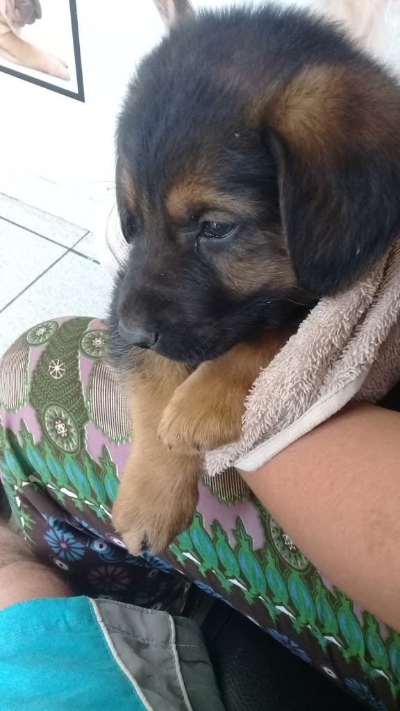 Perro