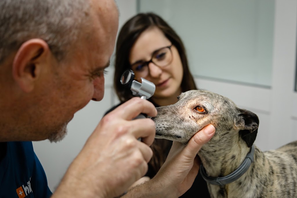 Clinica Veterinaria Bilyana — Perro