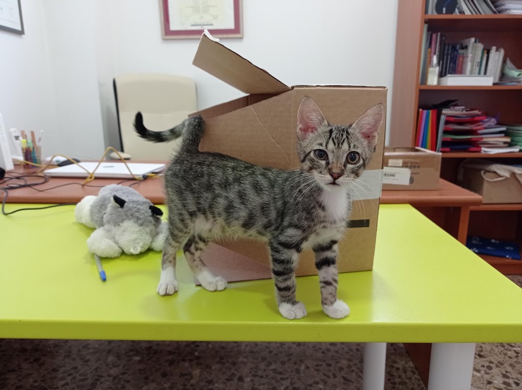 Etovet Castello - Etologia Veterinaria — Del propietario