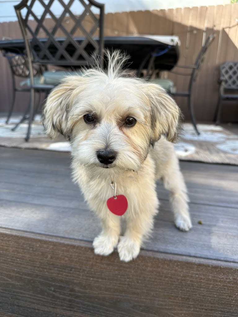 The Royal Tier Pet Spa in Salt-Lake-City