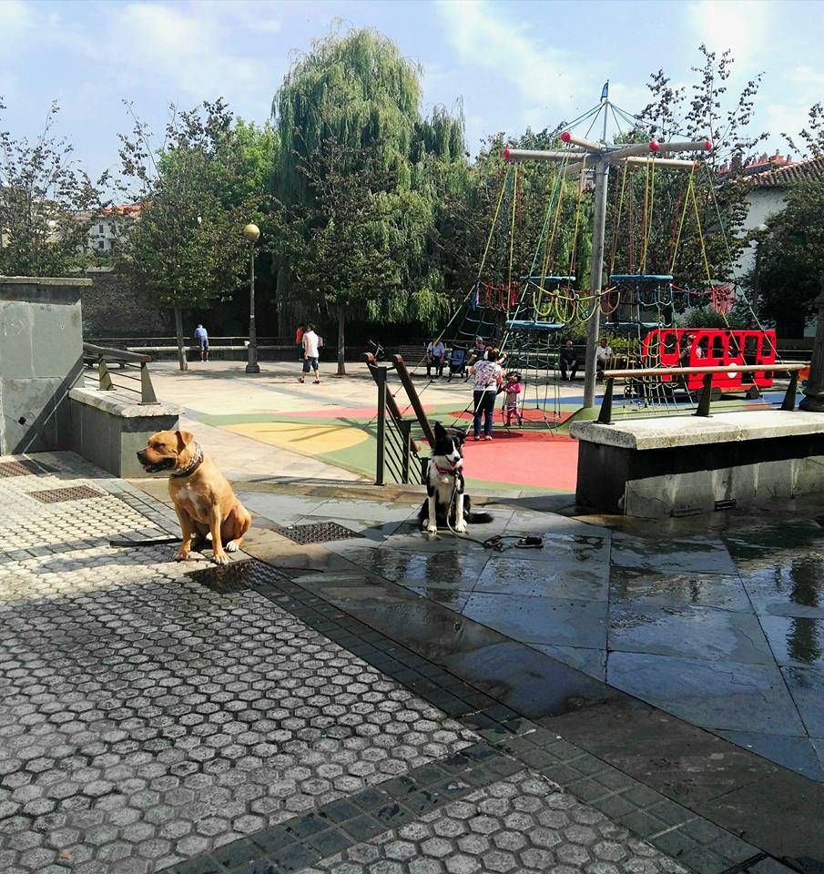 CURSO ADIESTRADOR EUSKADI