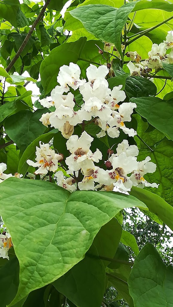 Gloria Biain Estefania