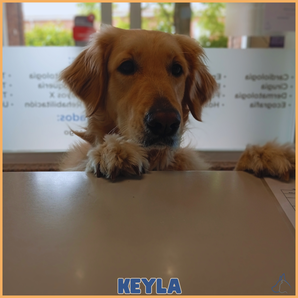 Centro Veterinario Henares (Azuqueca) — Perro