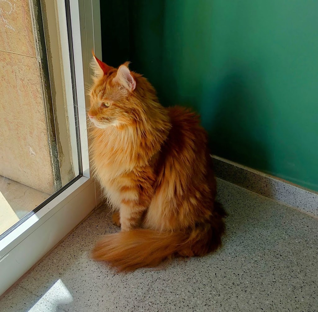 DHARMAVET Fisioterapia y Rehabilitacion Animal — Gato