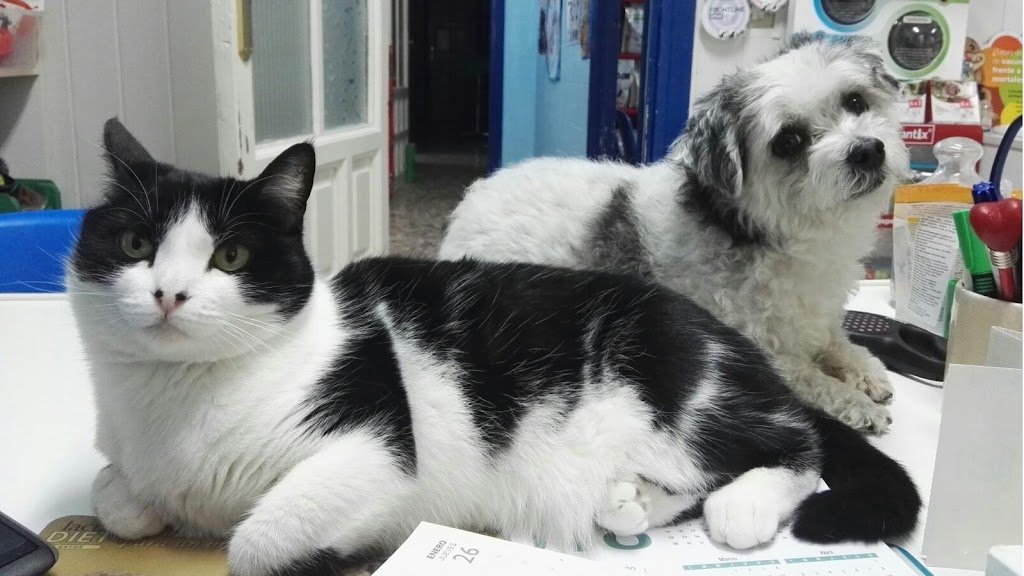 Clinica Veterinaria Selva