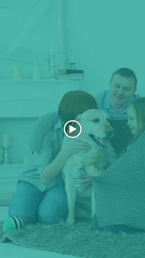 Hospital Veterinario Cantabria | Urgencias Veterinarias 24/7 — Videos