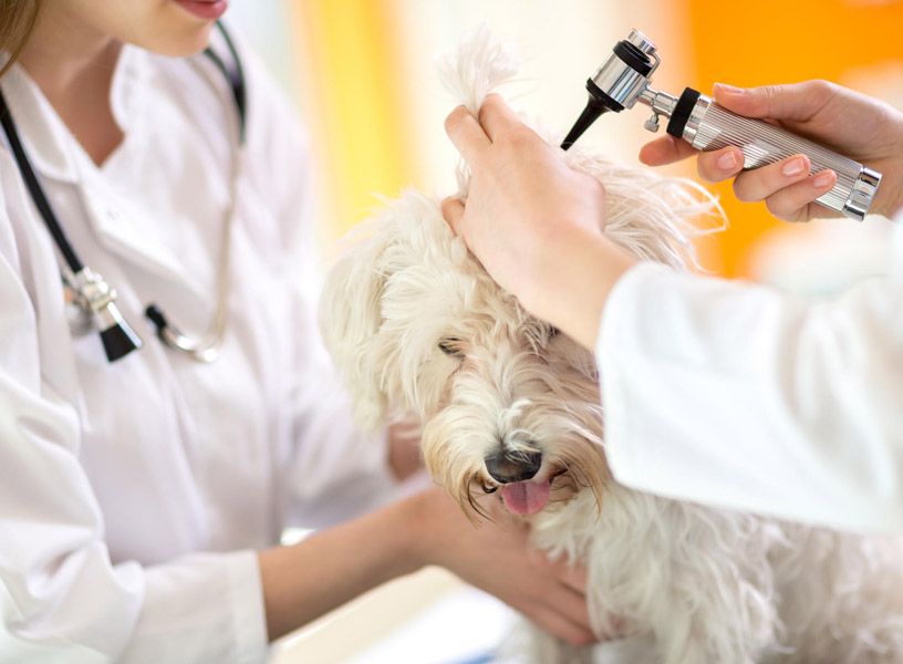 Mascotas.clinic — Del propietario