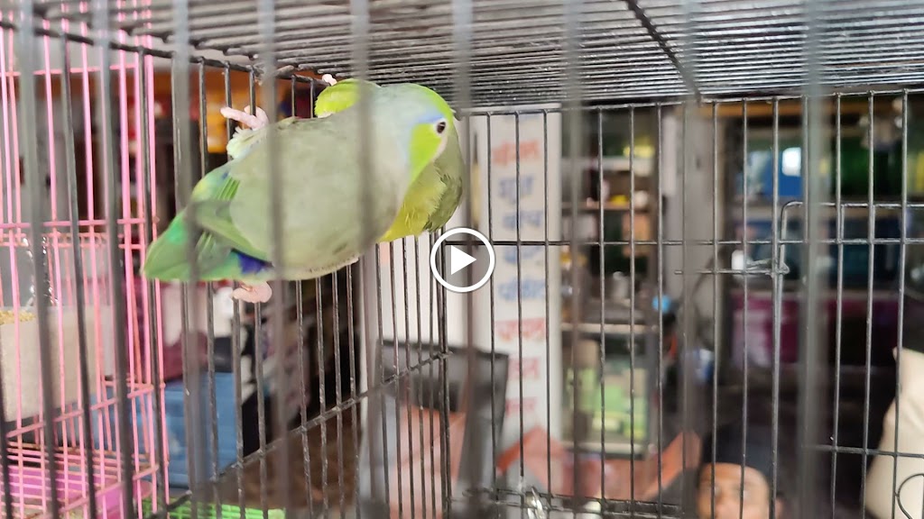 Solapur's Dange Pets Shop and DPS Aviary
