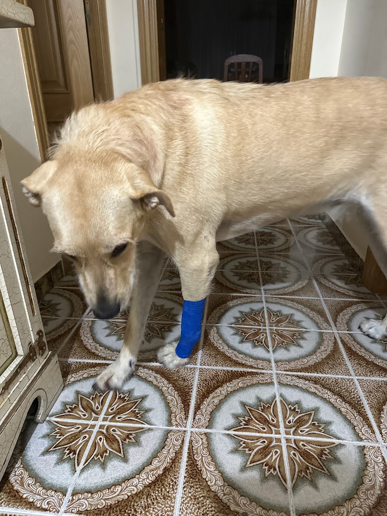 La Llar del Veterinari — Perro