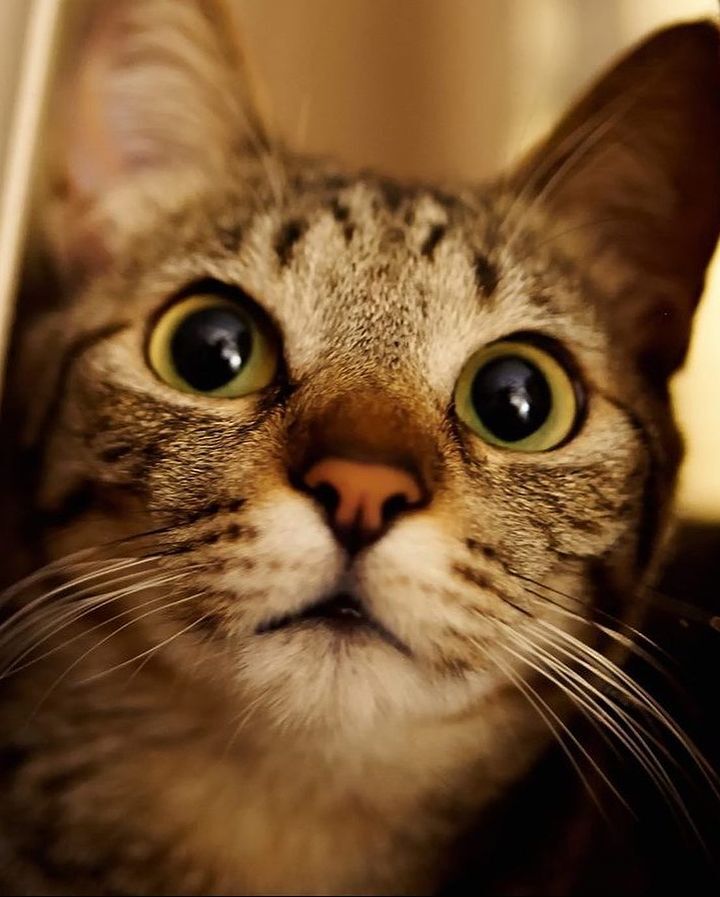 Gato