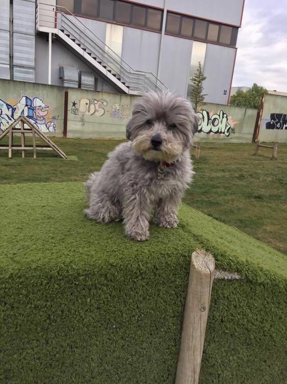 Veterinario en Pamplona | Clinica Veterinaria Nuevo Artica — Perro