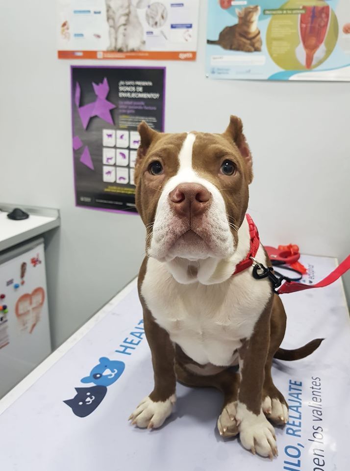 Clinica Veterinaria Mahes — Del propietario