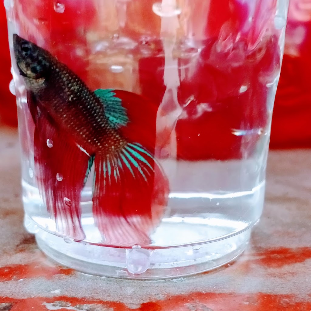 Arijit Aquarium Work Shop Point