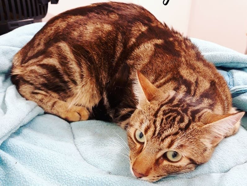 Arca Veterinaria — Gato