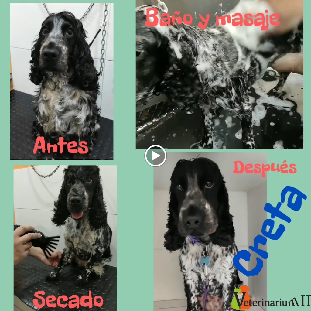 CLINICA VETERINARIUM II — Videos