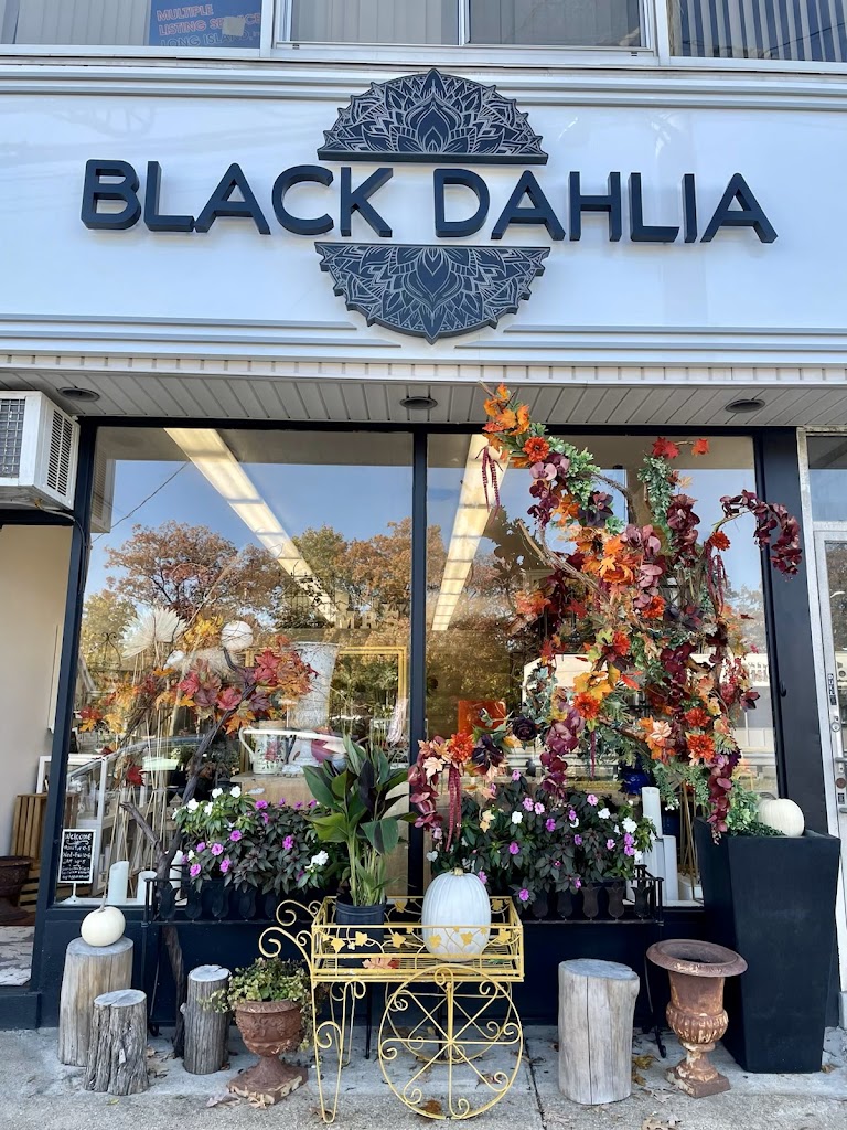 Black Dahlia