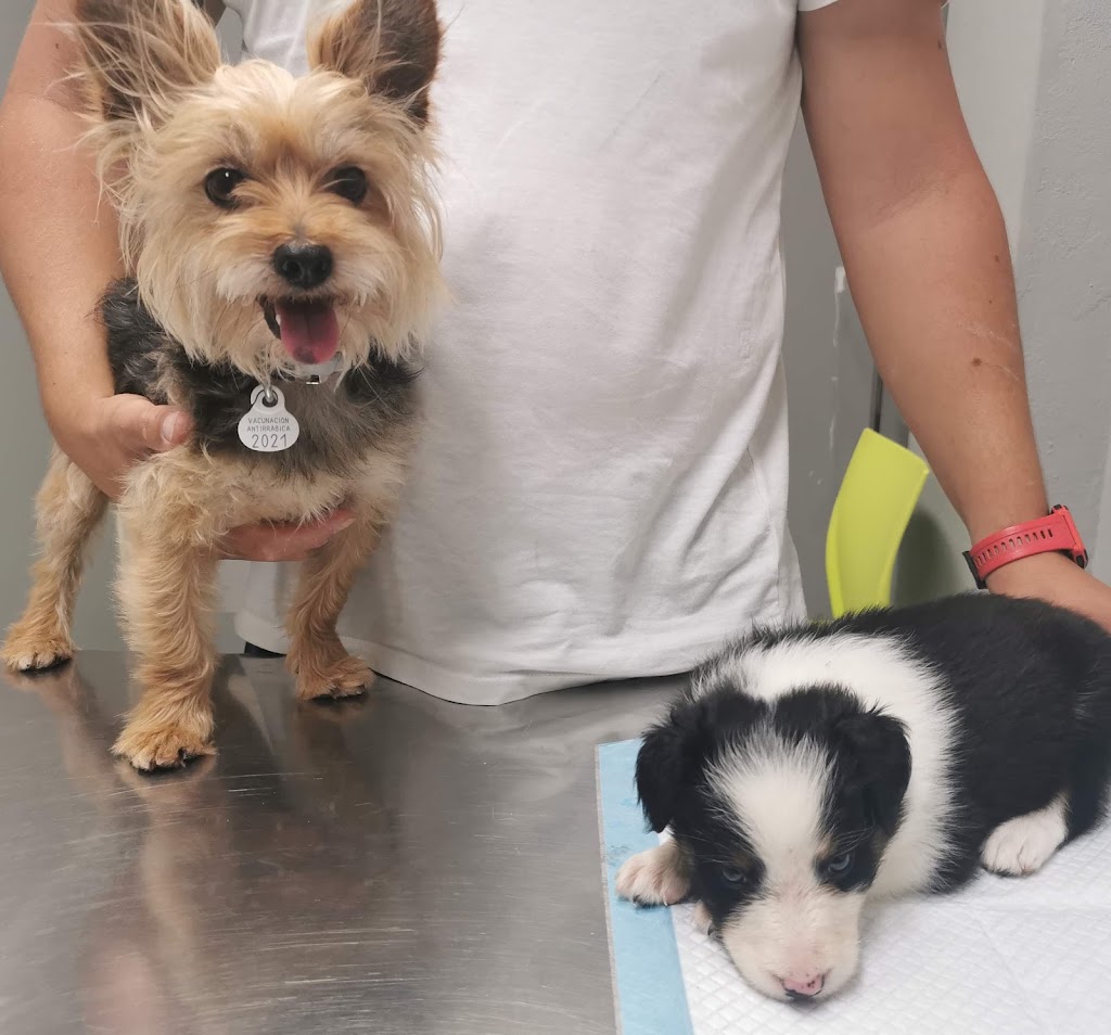 Clinica Veterinaria Seisdedos — Del propietario