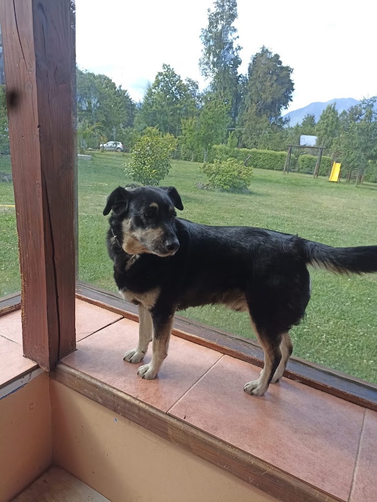 Perro