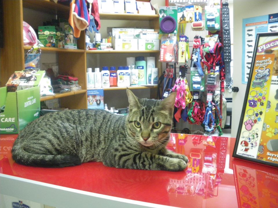 Centre Veterinari Mozart — Del propietario