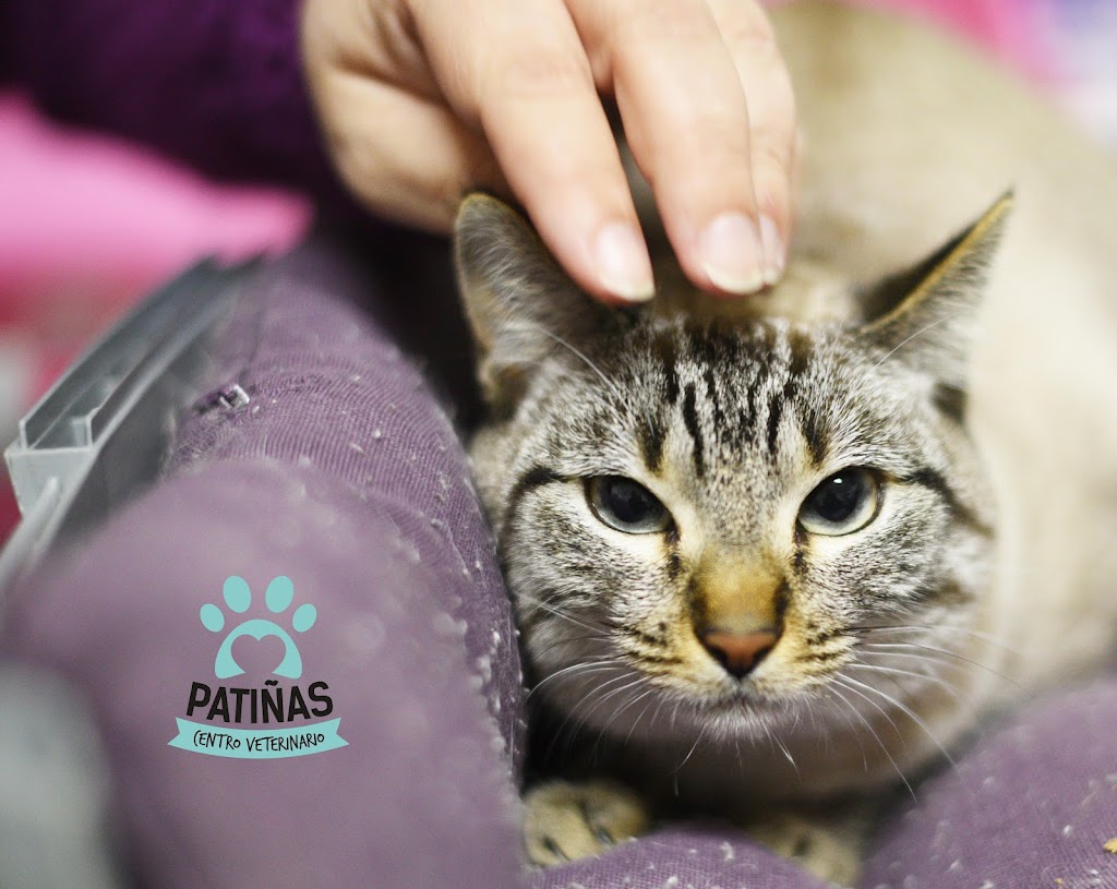 Centro Veterinario Patinas Lugo — Gato