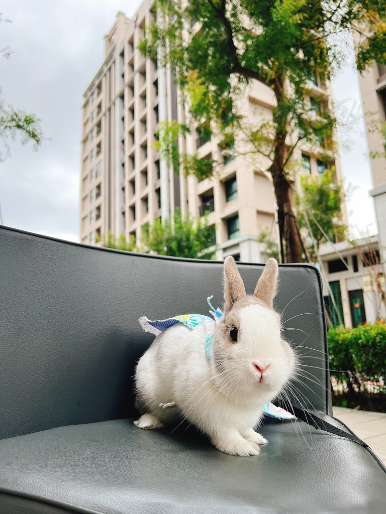 Chillax Drink 鮮奶茶•醇好茶 - 蕎淶清飲「醇茶、拿鐵、花茶、手工奶酪、甜甜圈」 的照片