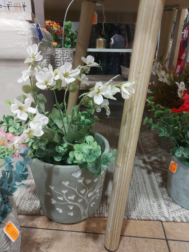 Cactus Regalos Y Complementos