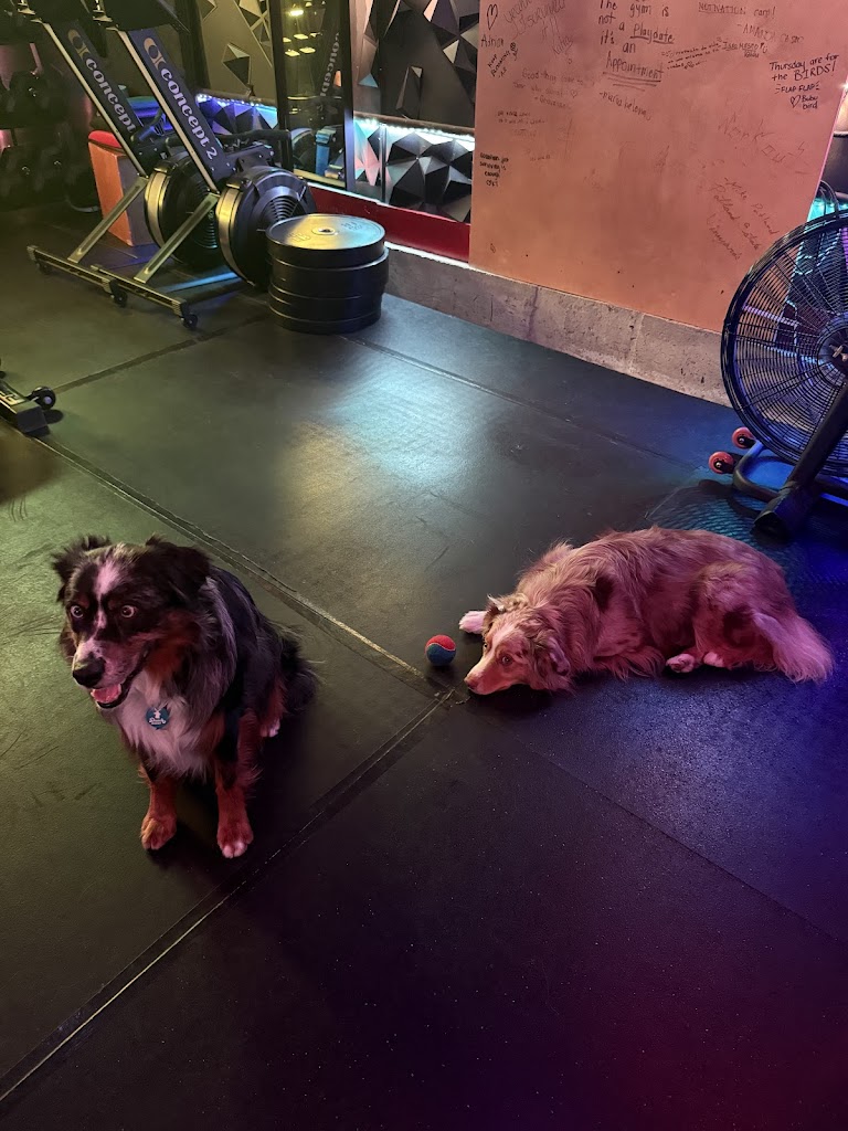  Zamba's Health and Fitness