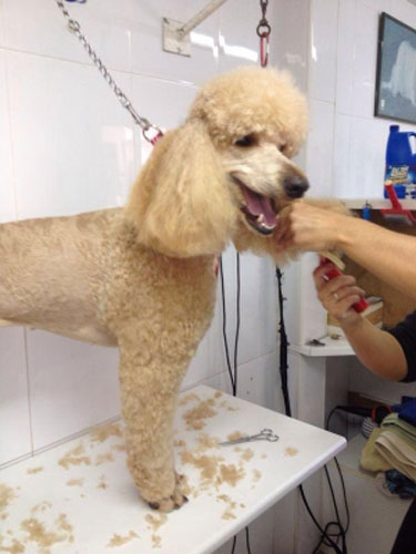 Clinica Veterinaria Caribe