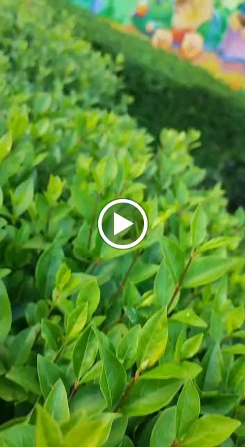 Escuela Infantil Nenes — Videos
