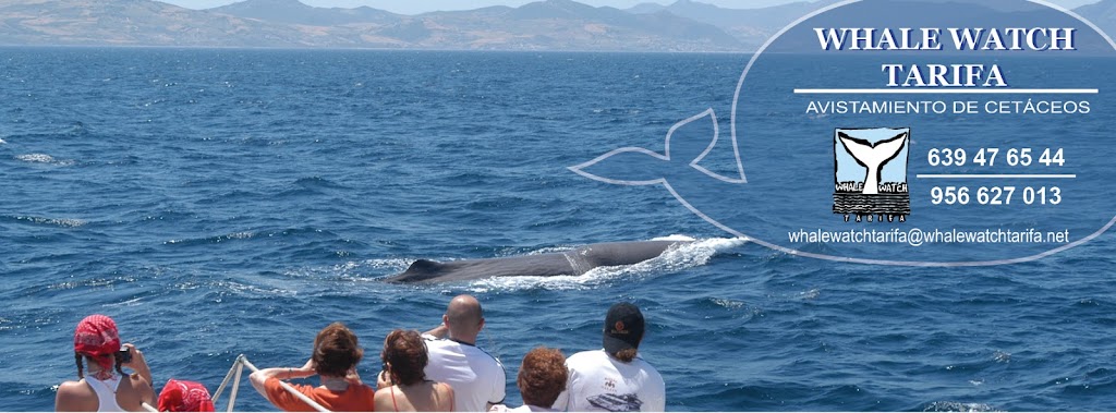 Whale Watch Tarifa