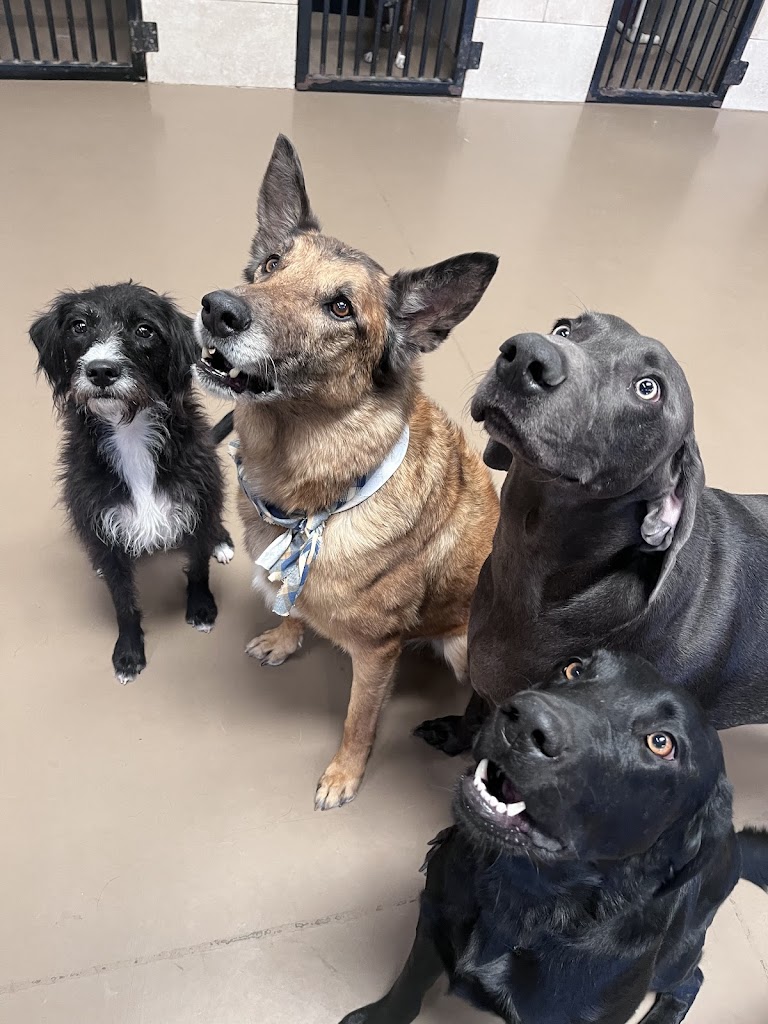Pet boarding service in North-Salt-Lake