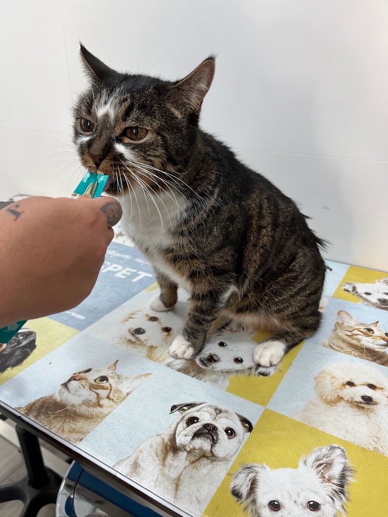 VetXperience Clinica Veterinaria — Gato