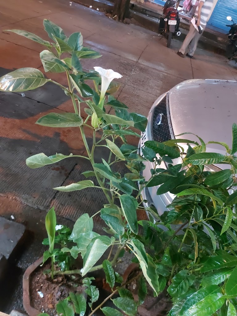 Sonali Beauty Parlour Classes