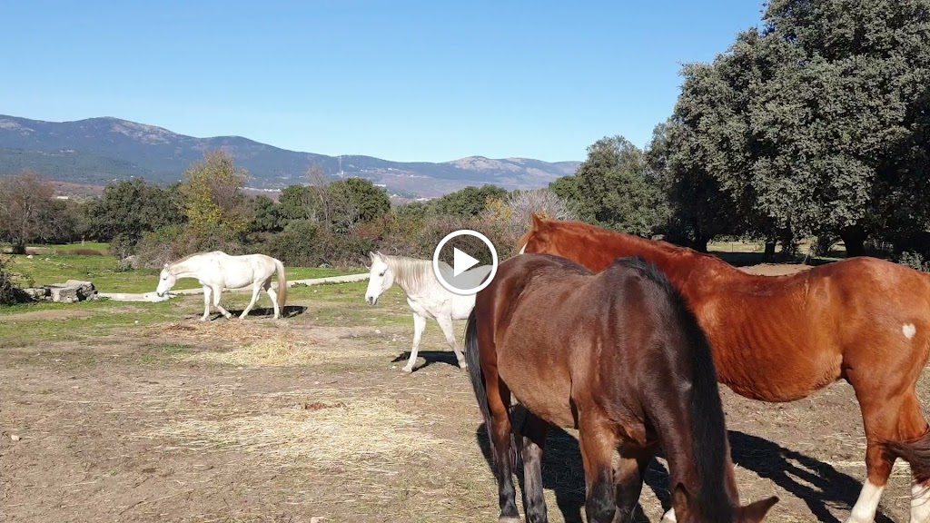 Caballos de Ermo — Videos