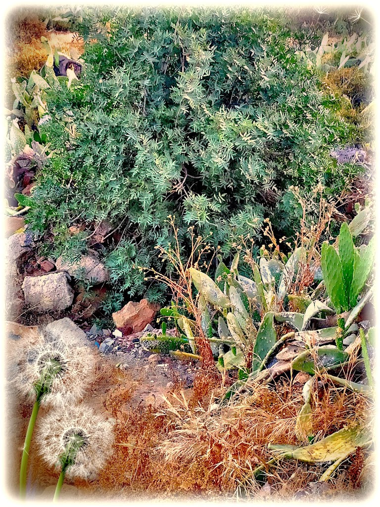 Almagico Centenario Escudo del Municipio de Arona