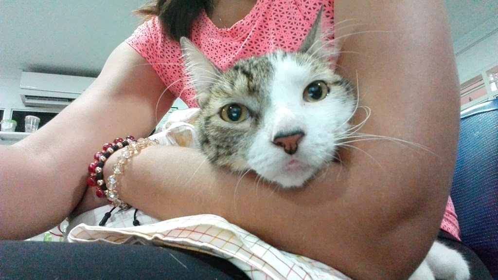 Gato