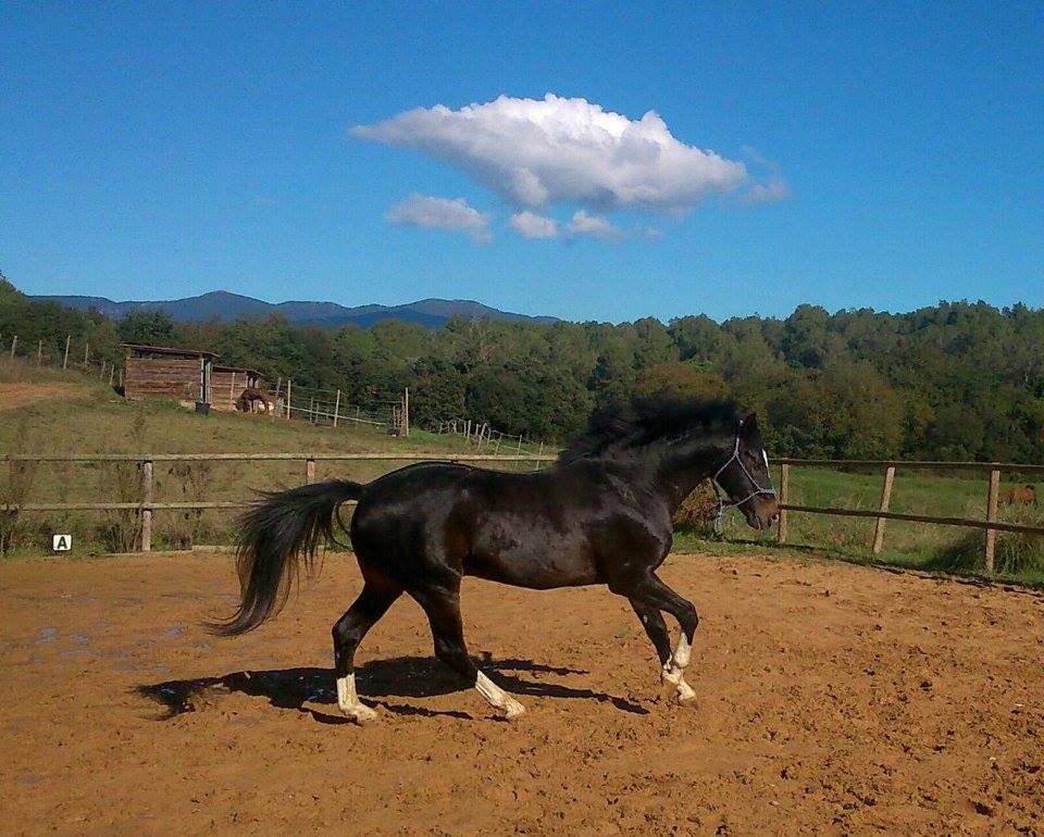 Yeguada Marques de Villena