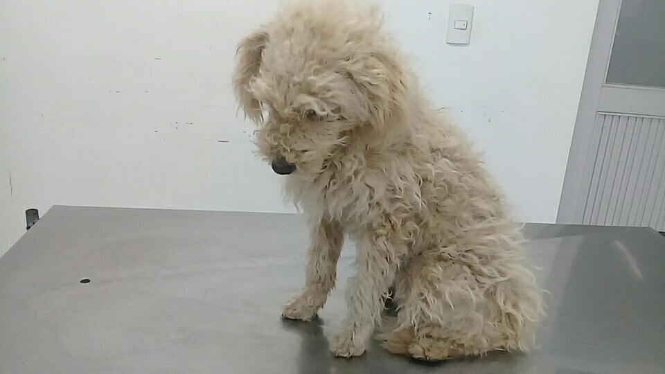 Consultorio Veterinario Penco en Penco
