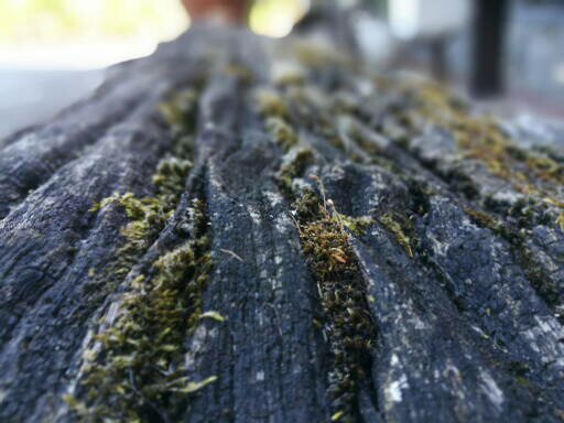 Victory English Academy