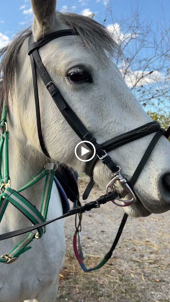 Centro Ecuestre La Zubia — Caballo