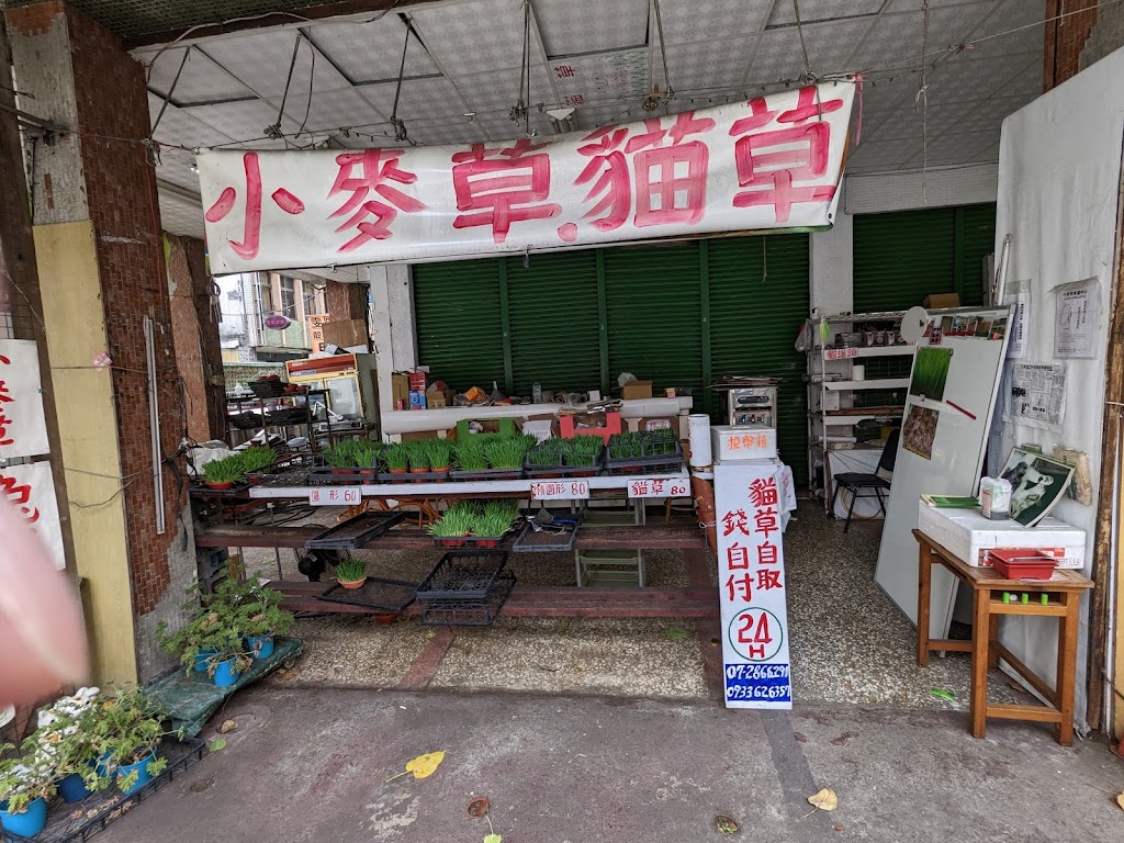 阿郎小麥草 的照片