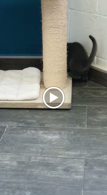 Clinica Veterinaria Wecan Montequinto — Videos