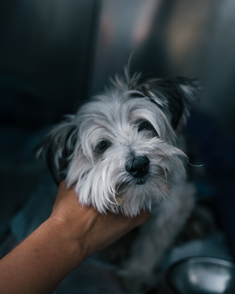 Clinica Veterinaria San Jorge — Perro